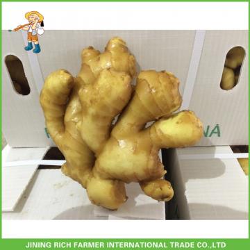 2017 Top Quality Fresh Ginger For Sale