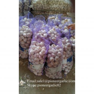 New Crop 5.5cm Normal White Fresh Garlic In 10 kg Mesh Bag packing