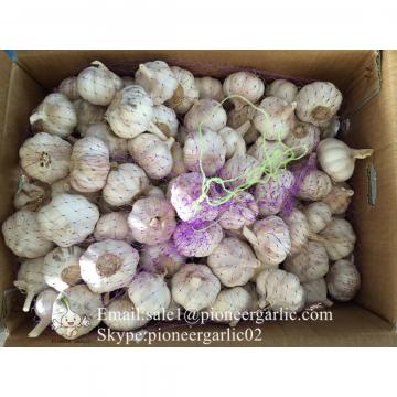 Chinese Fresh 5.5cm Normal White Garlic Small Packing In 10kg Box