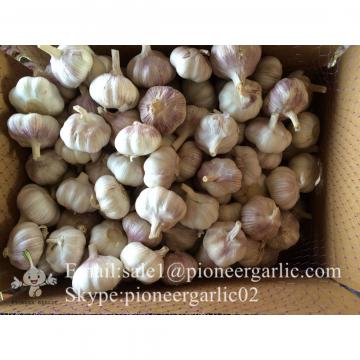 New Crop 5.5cm Normal White Fresh Garlic In 10 kg Box packing