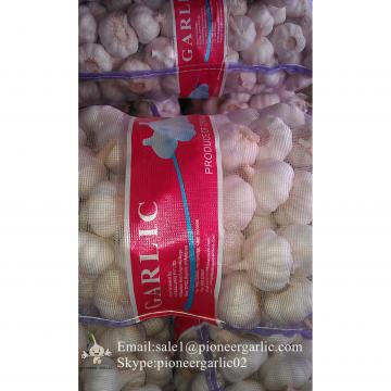 Jinxiang Fresh Red Garlic 5.5cm Loose Packing In Mesh Bag