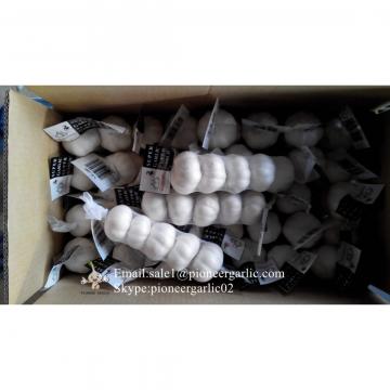 New Crop Chinese 4.5cm Snow White Fresh Garlic Loose Carton Packing