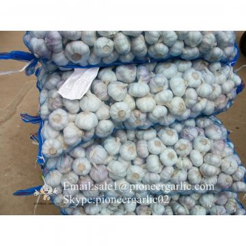 2017 New Crop 5cm Purple Fresh Garlic 10kg Mesh Bag Packing