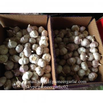 Chinese Fresh Red (Allium Sativum) Garlic Packed In Box