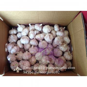 2017 New Crop Best Quality Chinese Red Garlic In Various Sizes 