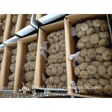 Chinese Jinxiang Pure White Fresh Garlic Small Packing In 10kg Box