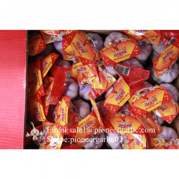 New Crop Chinese 4.5cm Snow White Fresh Garlic Loose Carton Packing