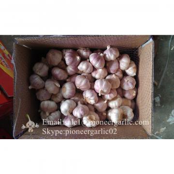 Best seller Normal White Garlic 4.5cm-5.0cm Packed in Mesh Bag or Carton Box