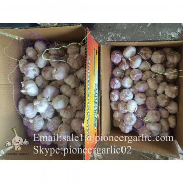 Nature Made 5.0-5.5cm Chinese White Garlic Material of Black Garlic in Mesh Bag