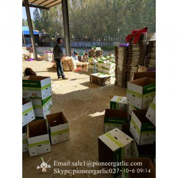 2017 New Crop 5cm Purple Fresh Garlic 10kg Box Packing