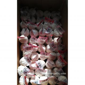 Pure White Chinese Garlic 4.5-5.0cm Packed in Mesh Bag