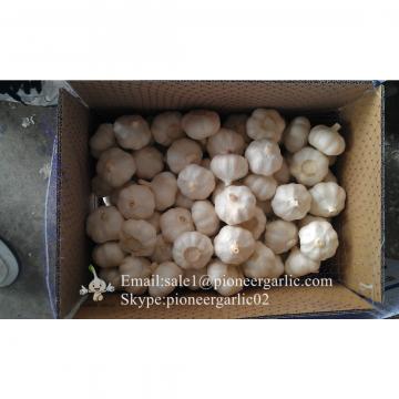 5-5.5cm Chinese Fresh Normal White Garlic In 10kg Carton Box Packing