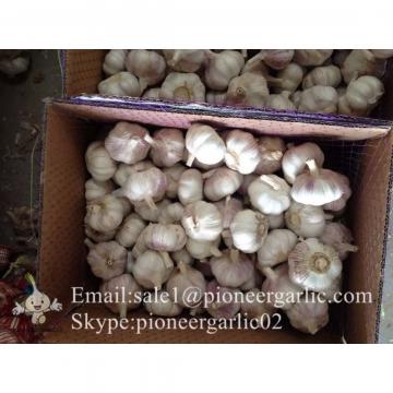 Normal White Garlic Loose Packing in Mesh Bag or Carton Box produced in Jinxiang