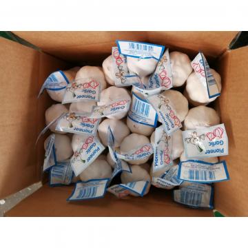 Best Garlic Suppliers in Jinxiang Category Normal White Pure White Garlic