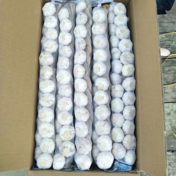 100% White Garlic Packed in 5kg Small Carton Box