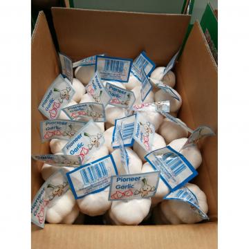 100% Pure White Snow White Big Garlic Packed in Carton Box