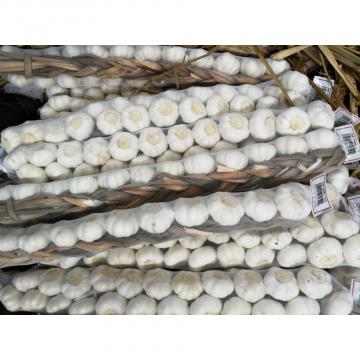 Pure White Fresh Garlic Produced in Jinxiang Shandong Chinese Snow White Garlic