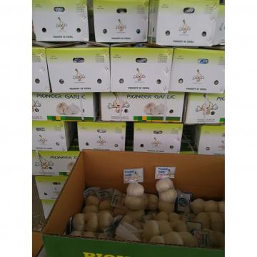 5.0cm Pure White Snow White Garlic Exported to Honduras