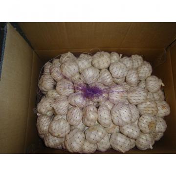 fresh garlic from china 2017 crop