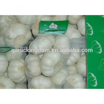 fresh white garlic/new crop garlic