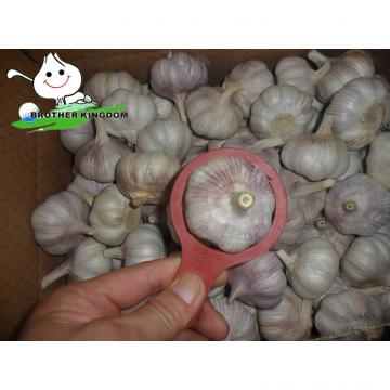 Supply garlic/Super white garlic/Storing fresh garlic