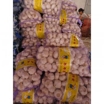 Big garlic/Alho bulbs/Ail/garlic price per ton from China