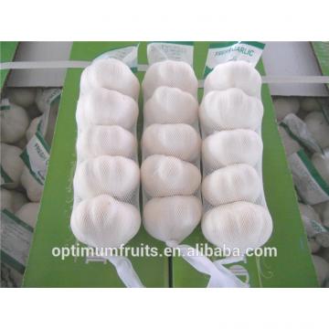New crop Purple garlic white garlic from China for export