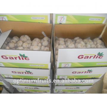 fresh white garlic from China top quality