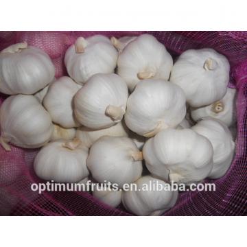 Fresh red garlic for European market