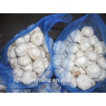 Fresh red garlic for European market