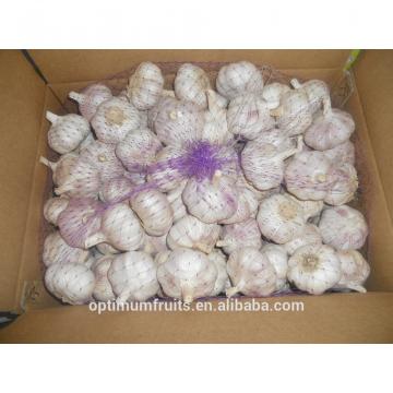 Fresh purple garlic from China
