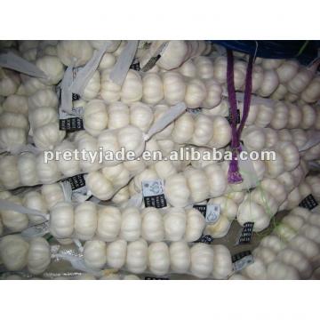 2013 China fresh garlic