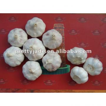 fresh garlic for middle east