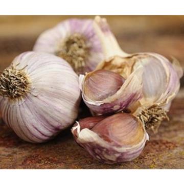 Very Rare-Chamisal Wild garlic -Rocambole-Hardneck 25 bulbils,planting