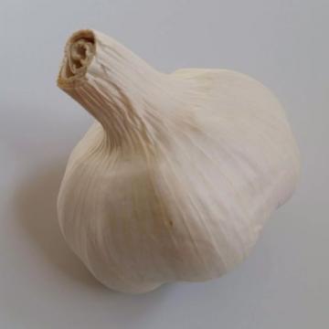 5 lbs of ORGANIC Cold Treated Garlic for Spring Planting