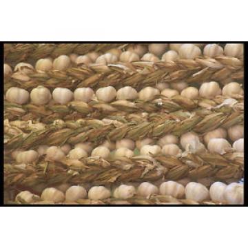 449030 Strings Of Garlic A4 Photo Texture Print