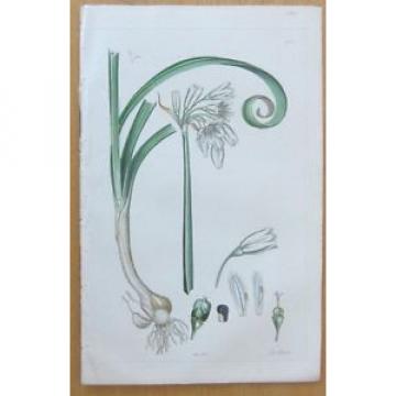 Sowerby: Allium Three Sided Garlic - 1860