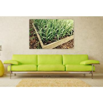 Stunning Poster Wall Art Decor Garlic Garden Gardening Plant Box 36x24 Inches