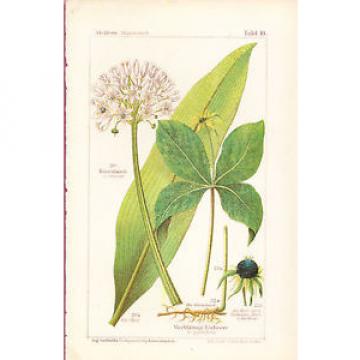Wild Garlic &amp; Herb Paris/True Lovers Knot wildflowers herbs color 1893 p-10