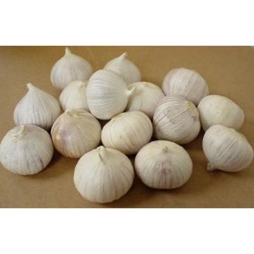 Single Clove garlic 30 Bulbs, Single Bulb form of Elephant Garlic herbs thai.