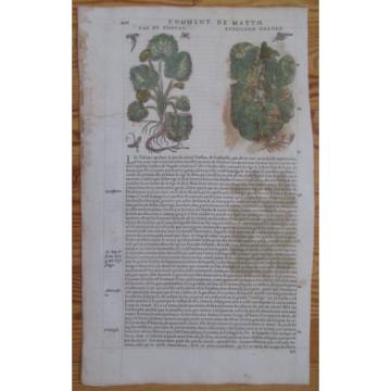 MATTIOLI: Folio Leaf Handcolored Woodcut Coltsfoot Garlic * - 1572