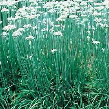 Allium tuberosum, Garlic Chives – 12oz Pot
