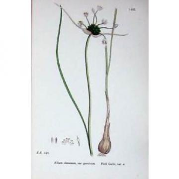 Antique Print Botany Plant C1902 Field Garlic Allium Oleraceum Flower 241E147