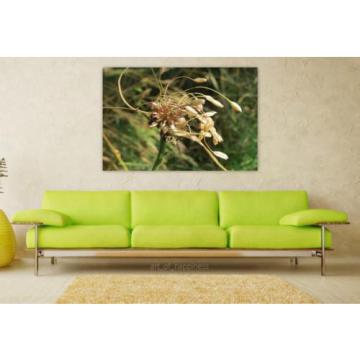Stunning Poster Wall Art Decor Allium Oleraceum Field Garlic 36x24 Inches