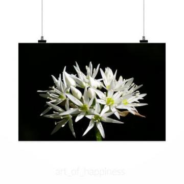Stunning Poster Wall Art Decor Wild Garlic Flower Spring 36x24 Inches