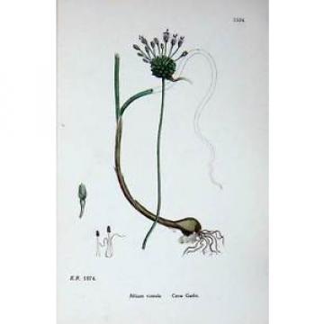 Antique Print Botany Plants C1902 Crow Garlic Allium Vineale Flowers 242E147