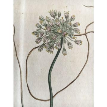 CURTIS BOTANICAL 1812 Vol 35 - H/C - Pendulous Flowered Garlic - 1432