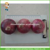 High Quality Fresh Onion 5-7cm Size