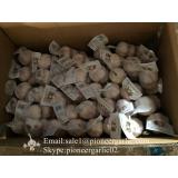 Small Packing 5-5.5cm Fresh Red Garlic Produced In Jinxiang Shandong China