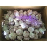 Hot Sale Best Quality Chinese Normal White Garlic